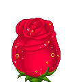 la rose ki porte chance